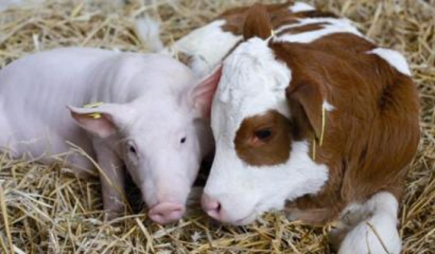 В Україні планують створити Єдиний державний реєстр тварин