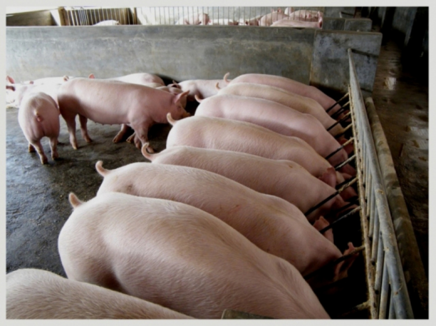 В Україні є всі можливості запровадити програму контролю якості свинини — експерт зі США