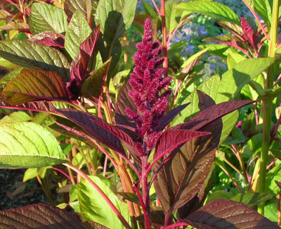 Q&A: все, що потрібно знати агровиробнику про амарант