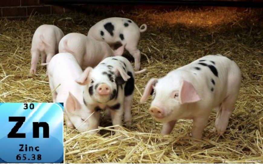 ДОСТУПНІСТЬ ДЛЯ ПОРОСЯТ ЦИНКУ З РІЗНИХ ДЖЕРЕЛ