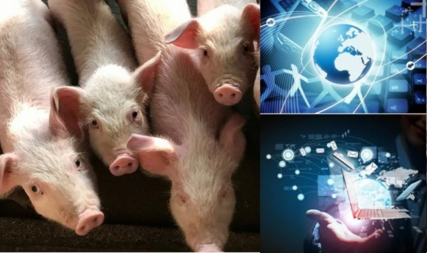 Використання сучасних інформаційних технологій у свинарстві