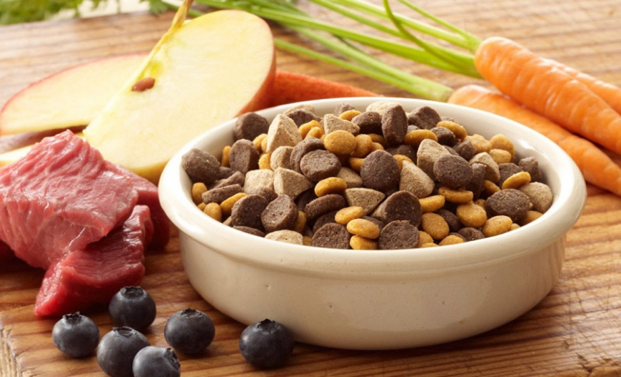 БІЛКИ В ГОДІВЛІ СОБАК І КОТІВ