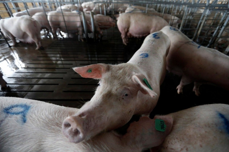 Парламент прийняв закон про безпеку та гігієну кормів, 21 грудня 2017