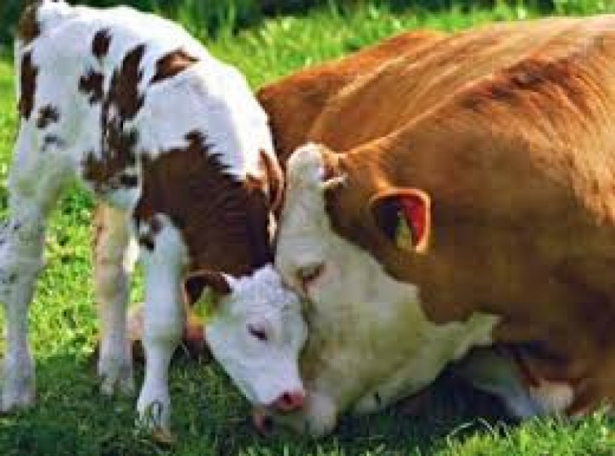 Годівля телят в молочний період