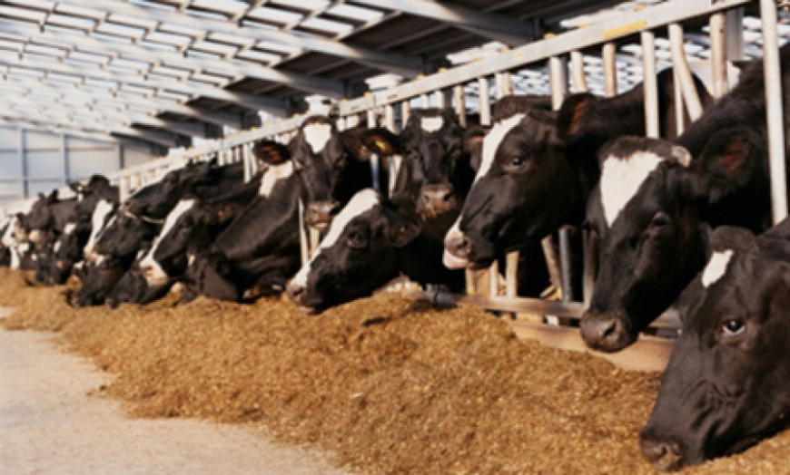 ДОСТУПНІСТЬ ТА ВИКОРИСТАННЯ ПОЖИВНИХ РЕЧОВИН КОРМУ ОРГАНІЗМОМ ТВАРИН  ЗАЛЕЖИТЬ ВІД КІЛЬКОСТІ ТА  ЯКОСТІ ЙОГО КЛІТКОВИНИ