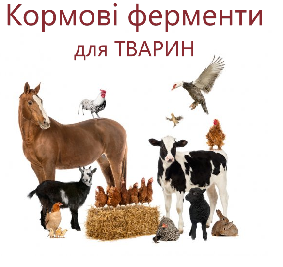 Кормові ферменти, для  сучасного промислового тваринництва