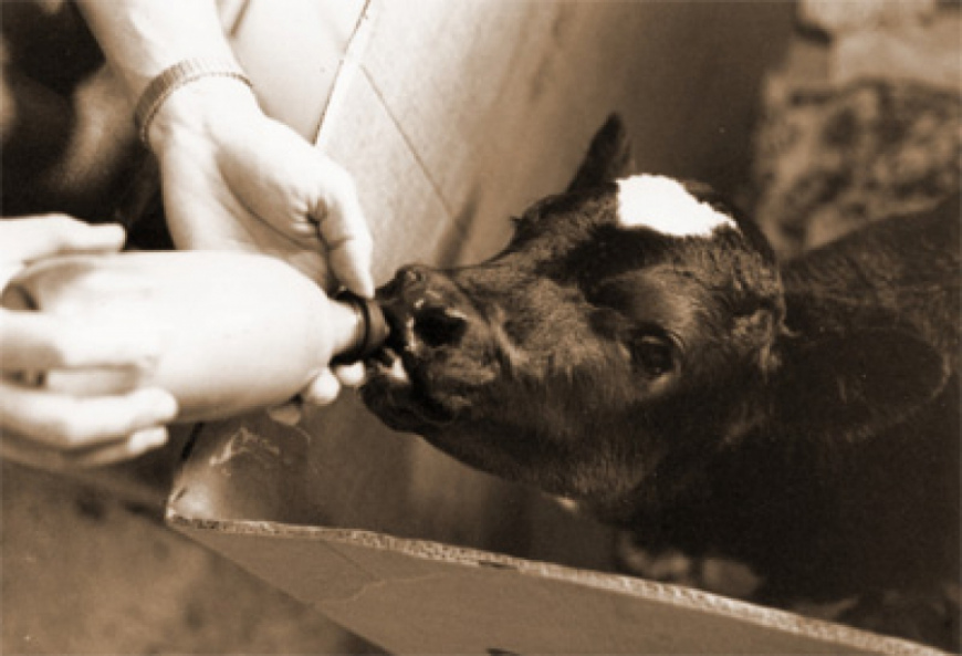 Нові тенденції в годівлі телят