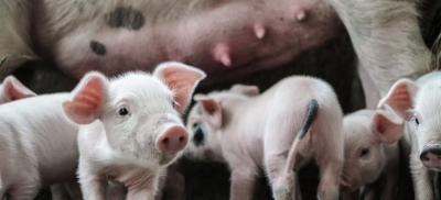 Британські фермери фарбують дахи свинарників у білий колір. Експерти пояснюють причину