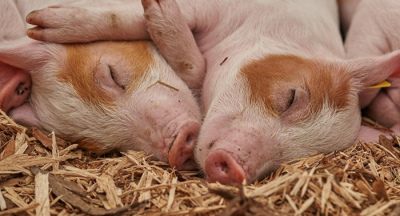 Вчені з'ясували, що допомагає поросятам набирати вагу