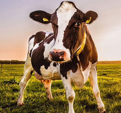 Органические формы микроэлементов в рационах КРС имеют явные преимущества по сравнению с традиционными минеральными добавками